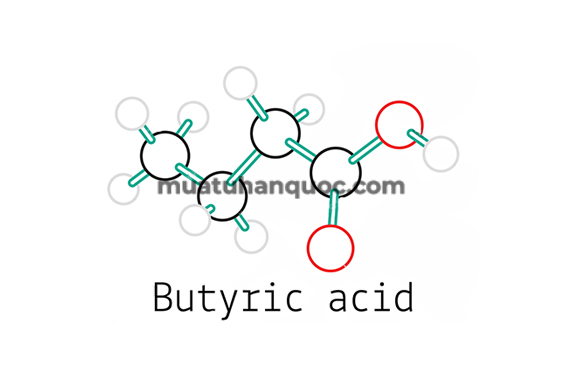lactobacillus-va-axit-butyric