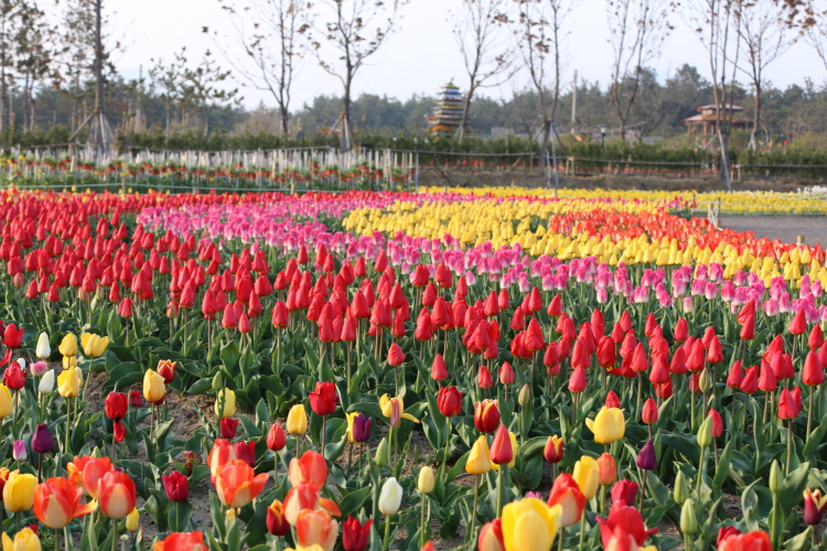gyeonggi-tan-huong-bau-khong-khi-xuan-ve-cung-le-hoi-hoa-tulip
