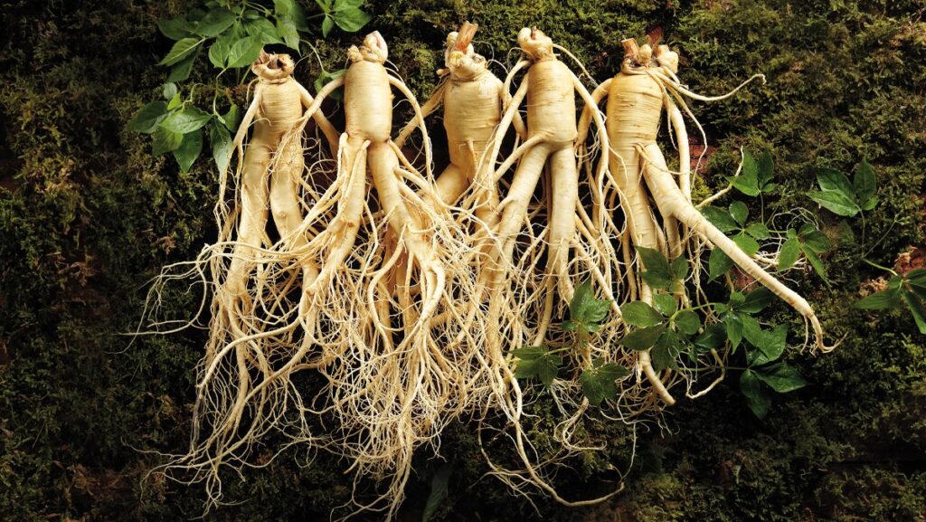 tac-dung-cua-nhan-sam-voi-suc-khoe