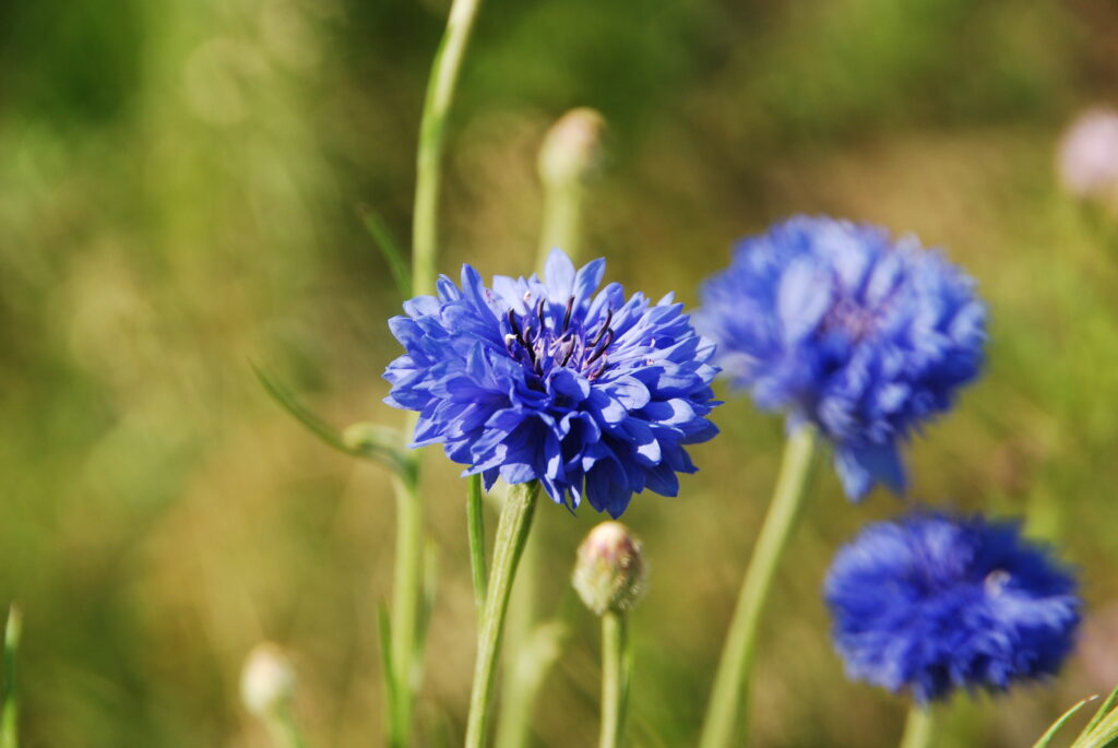 qa-nhung-cong-dung-tuyet-voi-tu-thanh-cuc-mang-lai