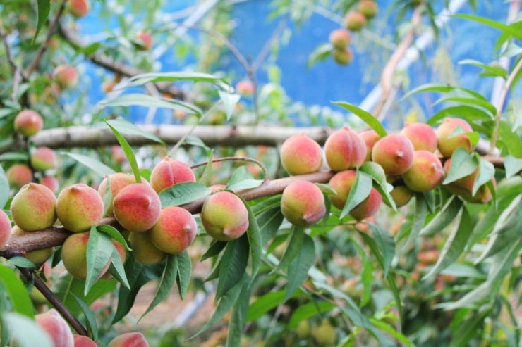 qa-cong-dung-cua-mo-len-mem