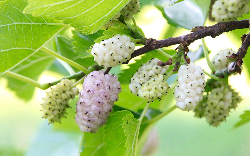 qa-cong-dung-cua-dau-tam-trang