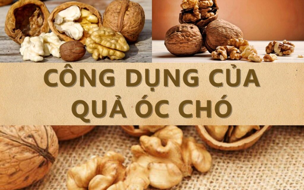 qa-cong-dung-cua-qua-oc-cho