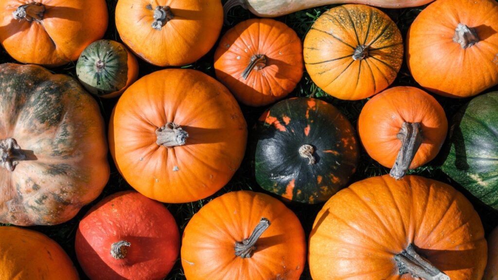 qa-cong-dung-tu-vo-bi-ngo-gia