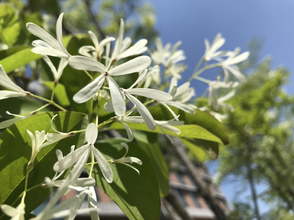 qa-kham-pha-loi-ich-cua-cay-hoa-luu-to