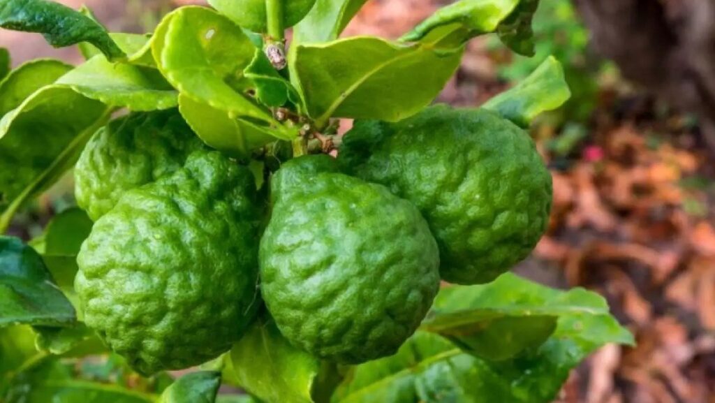 kham-pha-cac-cong-dung-tuyet-voi-cay-truc-trong-am-thuc-va-y-hoc-dan-gian